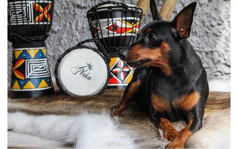 YUKA DJWT06-12 - джембе, 6